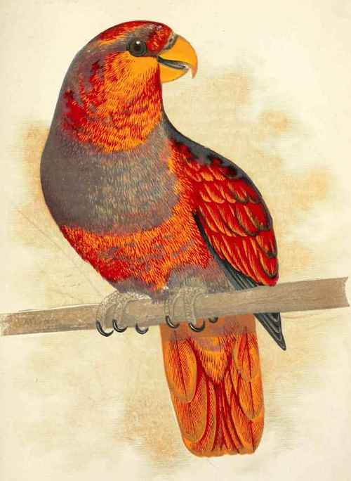 Blue Breasted Lory