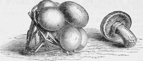Forced or Button Mushroom
