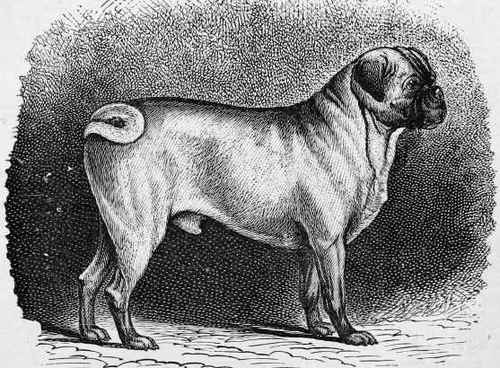 Fug Dog Tum Tum (from British Dogs).