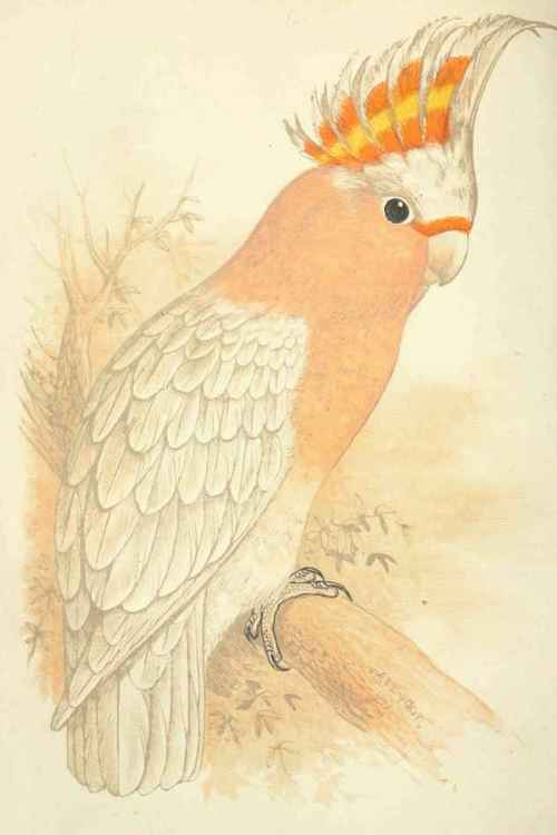Leadbeater's Cockatoo