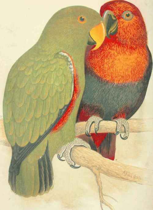 New Guinea Eclectus