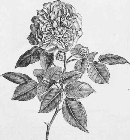 Noisette Rose