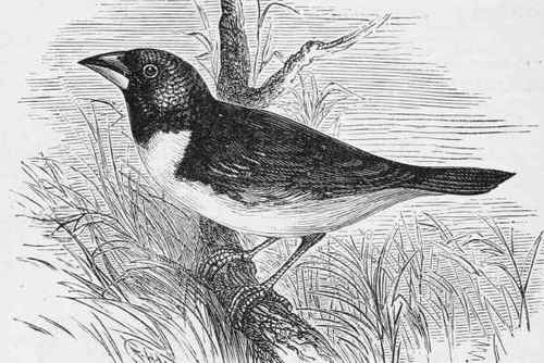 The Magpie Mannikin