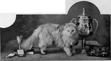 Fulmer Zaida Silver, Owned by Lady Decies.
