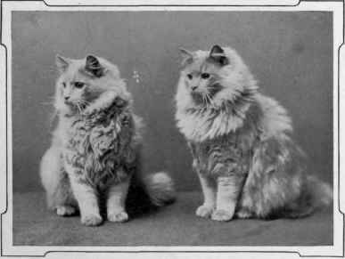 Kew Ronald And Kew Laddie.