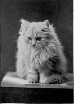 Kitten Belonging To Mrs. E. S. Owen, Detroit, Michigan By King of the Silvers   Blessed Damozel.