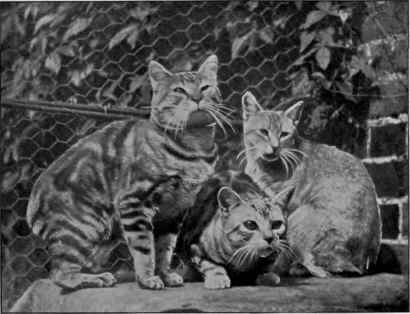Manx And Abyssinian ( Sedgemere Peaty On The Right)