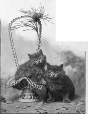 Miss Kirkpatrick's Blue Kittens