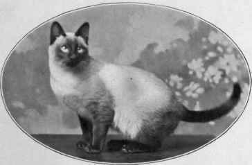 Mr. Ratcliffe's Siamese.