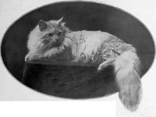 Omar. The Property of Miss A. Pollard