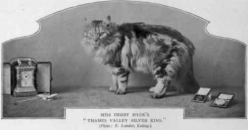 Silver Tabbies Part 4 170