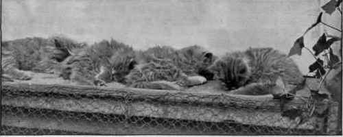 Sleeping Bhauties