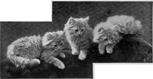 Three Pretty Silvers