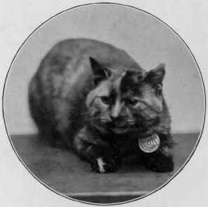 Tortoiseshell Male Samson.