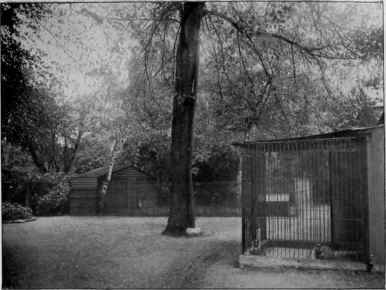 Cats' Excercise Ground.