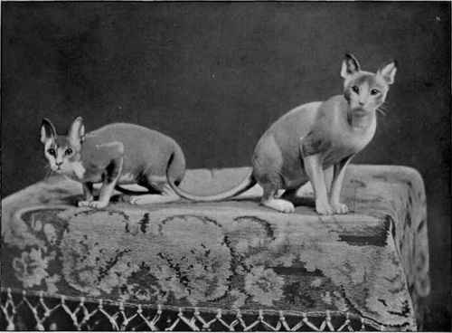 Mexican Hairless Cats