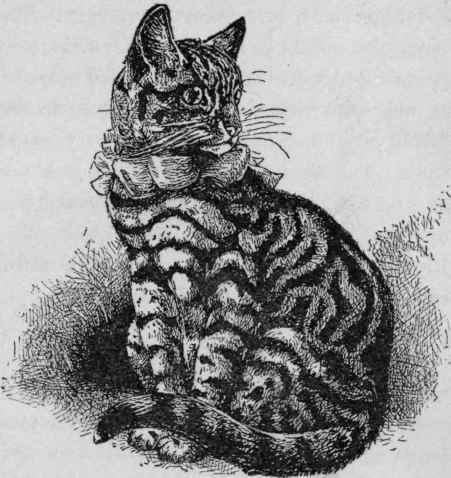 A Good Silver Tabby.