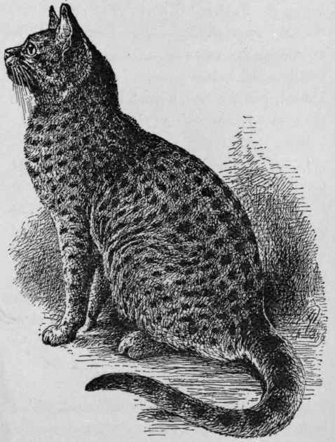 A Spotted Tabby.
