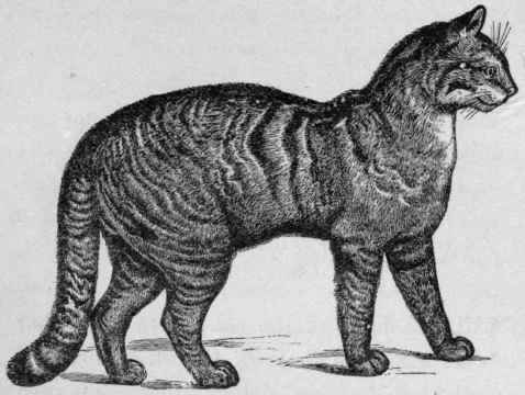 Exterior of a Cat.