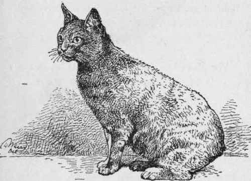 Manx Cat.