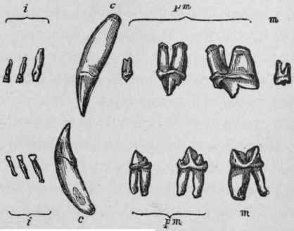 Permanent Dentition of the Cat.