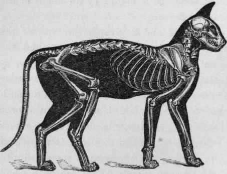 Relative Proportion of Skeleton to the Exterior of the Cat.