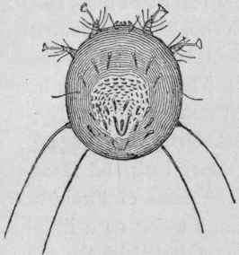 Sarcoptus Cati (Female) Back