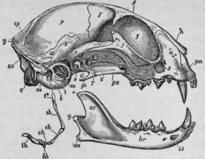 Skull of the Cat.