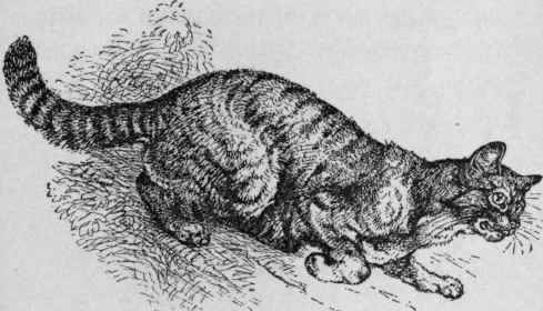 The Wildcat.