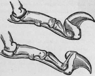 Upper Figure: Claw at Rest, Held back by Elastic Ligament. Lower Figure: Claw Drawn down by Contraction of Tendon below, Elastic Ligament Stretched, and Claw Protruding.
