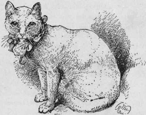 White Short haired Cat.