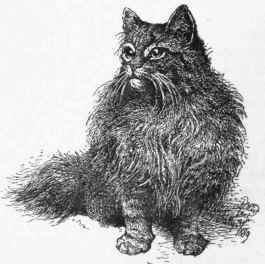 Cat Images 73