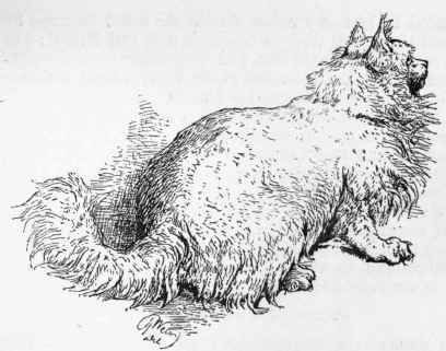 Cat Images 74