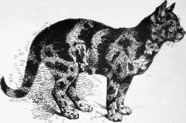 Example Of Tortoiseshell Cat, Very Dark Variety