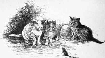 Kittens 56