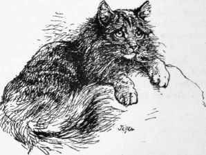 Miss Saunders Tiger