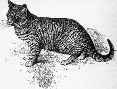 Mrs. Herring's Blue Small Banded Tabby
