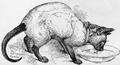 Mrs. Vyvyan's Royal Cat Of Siam
