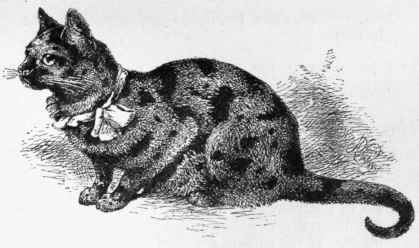 Points By Which Cats Are Judged As Specified By My 60