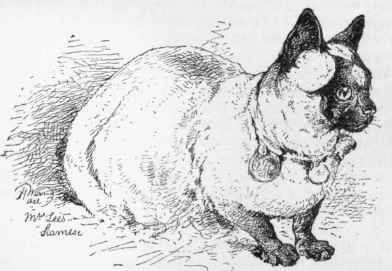 Siamese Cat