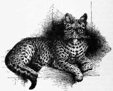 Spotted Tabby Cat 37