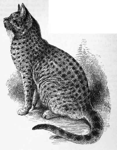 Spotted Tabby Cat