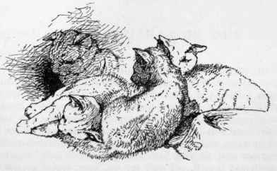 The Abyssinian 40