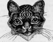The Abyssinian