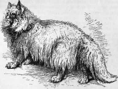 The Angora