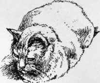 The First Cat Show 7