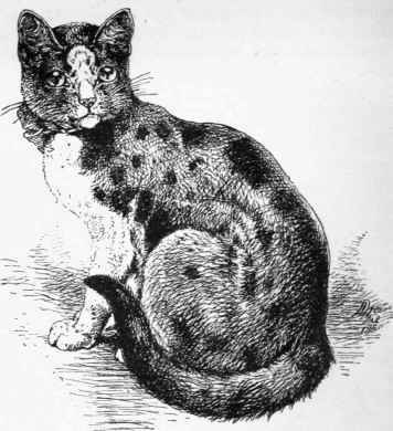 The Tortoiseshell And White Cat