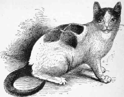 The White And Black Cat