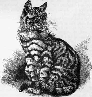 Well Marked Prize Silver Tabby