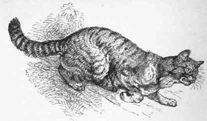Wild Cat, British Museum